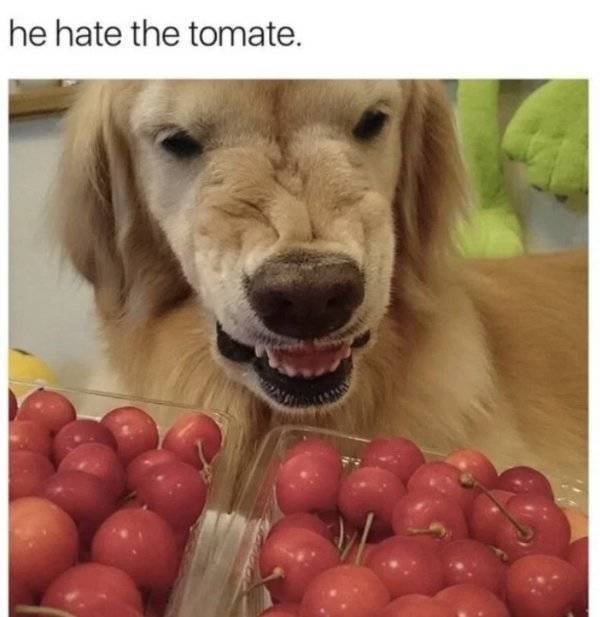 Culinary Memes (29 pics)