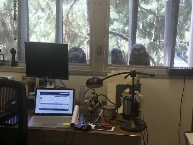 Something Unusual Outside The Window (25 pics)