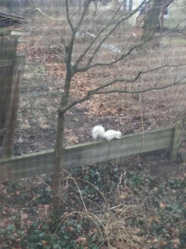 Something Unusual Outside The Window (25 pics)