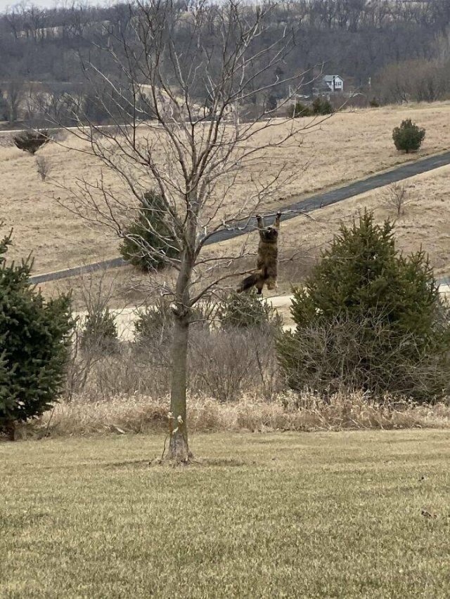 Something Unusual Outside The Window (25 pics)