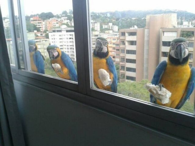 Something Unusual Outside The Window (25 pics)