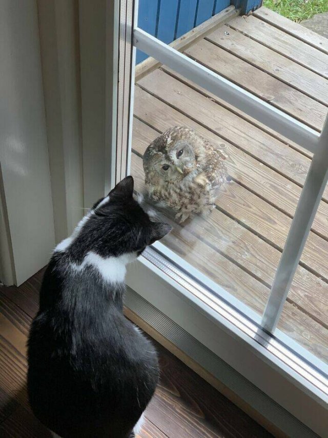 Something Unusual Outside The Window (25 pics)