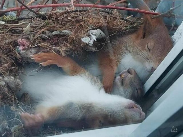 Something Unusual Outside The Window (25 pics)