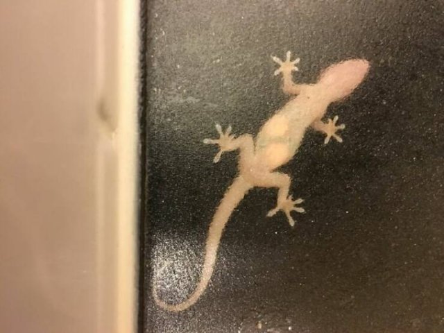 Something Unusual Outside The Window (25 pics)