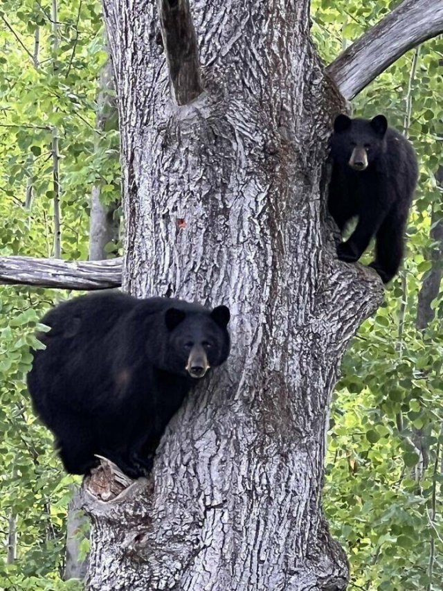 Something Unusual Outside The Window (25 pics)