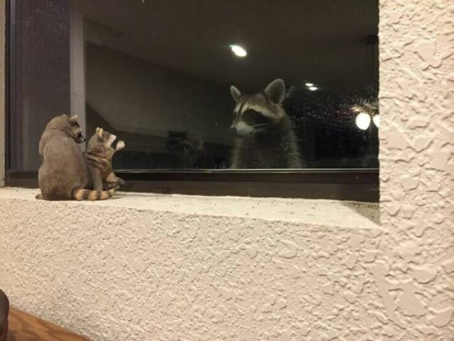 Something Unusual Outside The Window (25 pics)