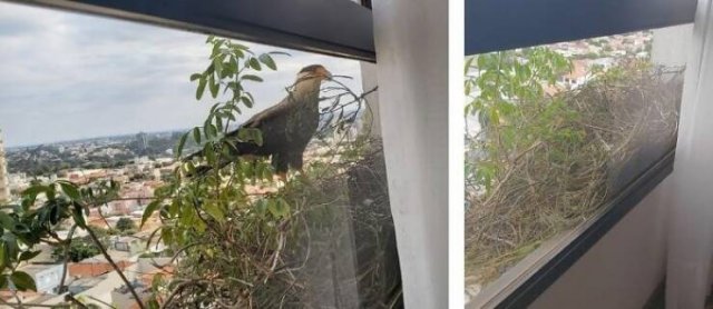 Something Unusual Outside The Window (25 pics)