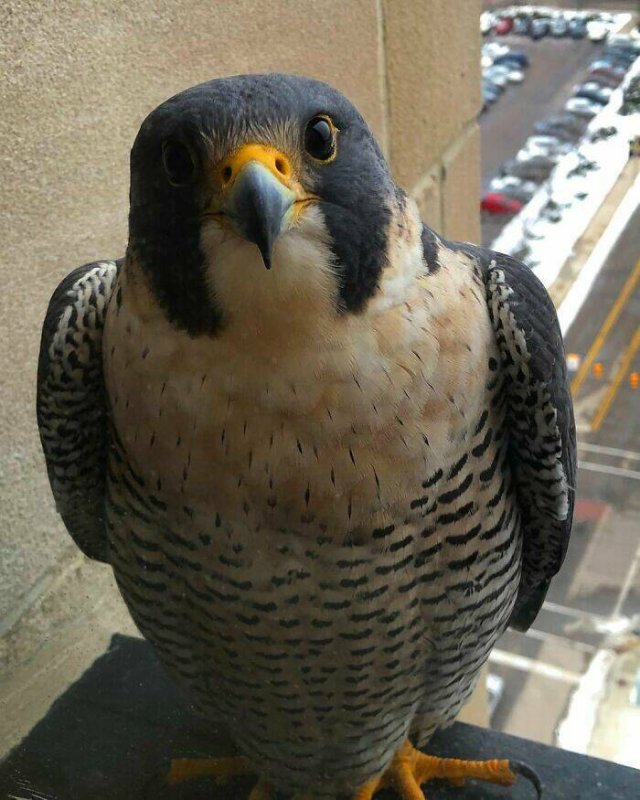 Something Unusual Outside The Window (25 pics)
