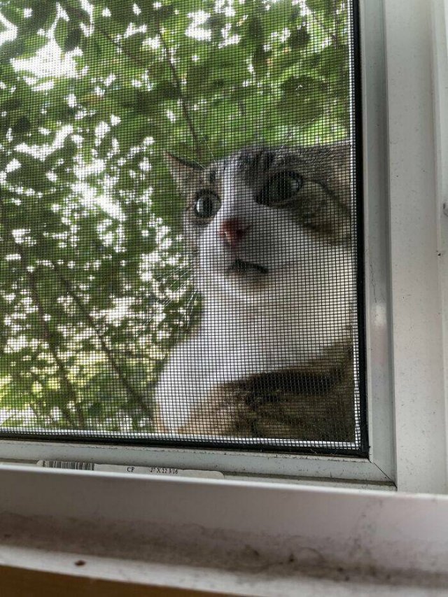 Something Unusual Outside The Window (25 pics)
