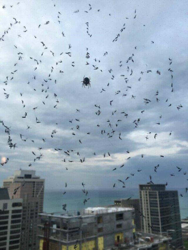 Something Unusual Outside The Window (25 pics)