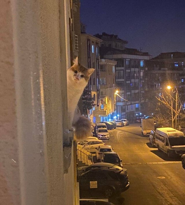 Life Is Beautiful (40 pics)