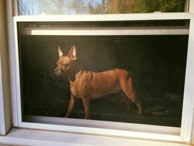 Something Unusual Outside The Window (25 pics)