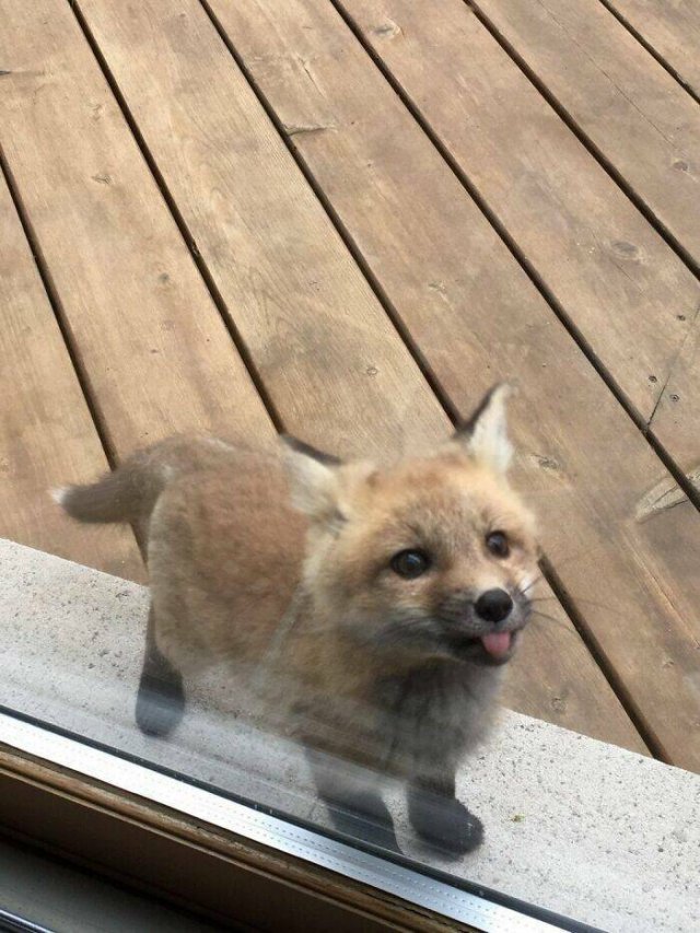 Something Unusual Outside The Window (25 pics)