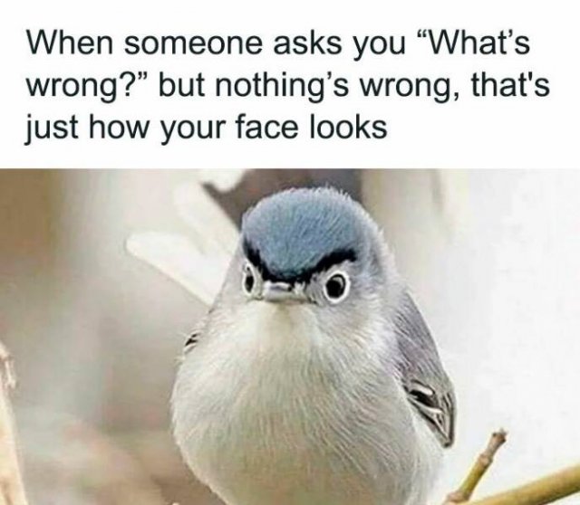 Memes For Introverts (22 pics) Memes For Introverts (22 pics)