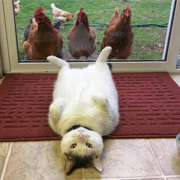 What Is Going On Here? (49 pics) What Is Going On Here? (49 pics)