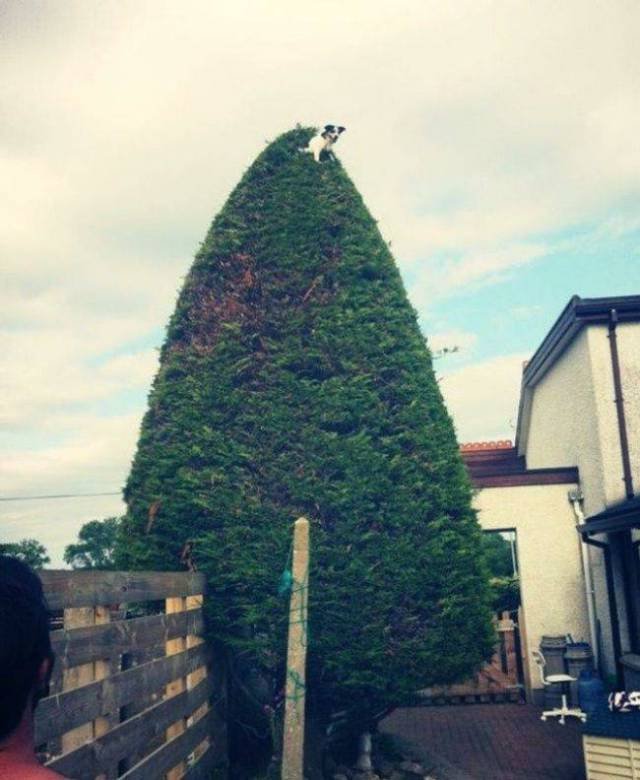 What Is Going On Here? (49 pics) What Is Going On Here? (49 pics)
