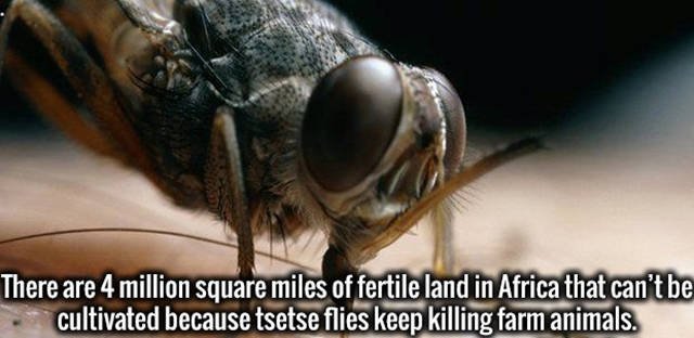 Interesting Facts (47 pics)