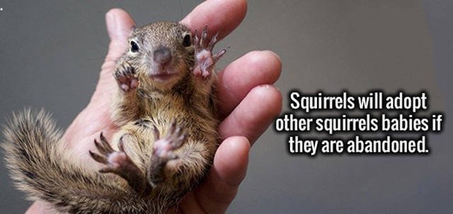 Interesting Facts (47 pics)