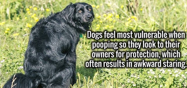 Interesting Facts (47 pics)
