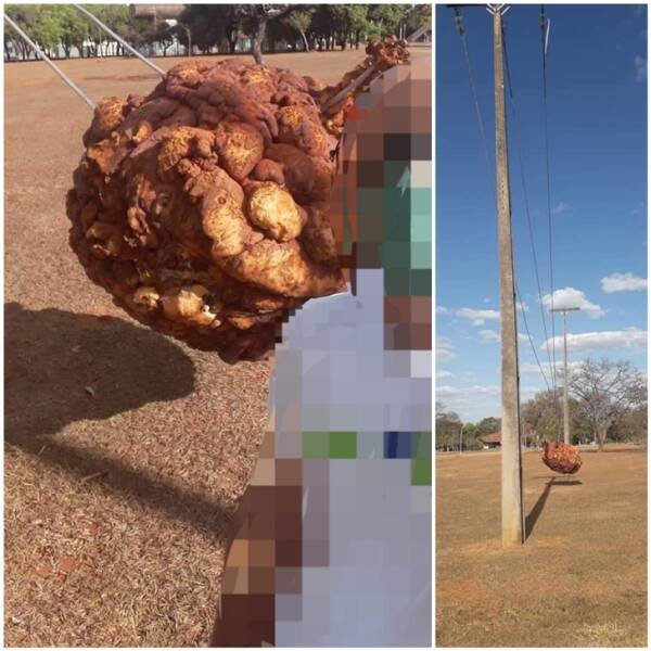 What Are These Things? (19 pics)