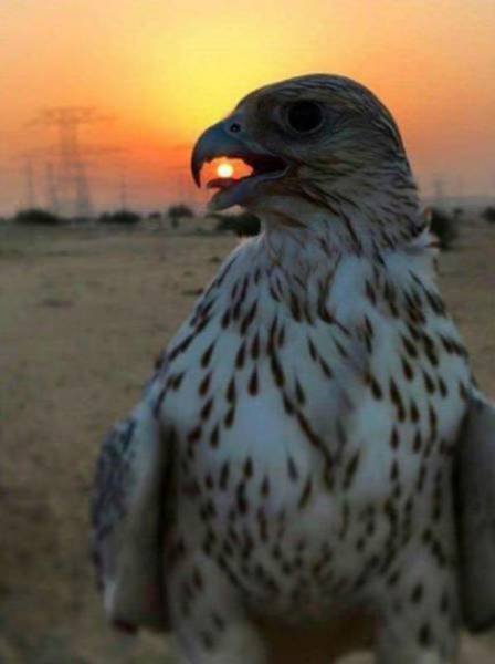 Right Moment (39 pics) Right Moment (39 pics)