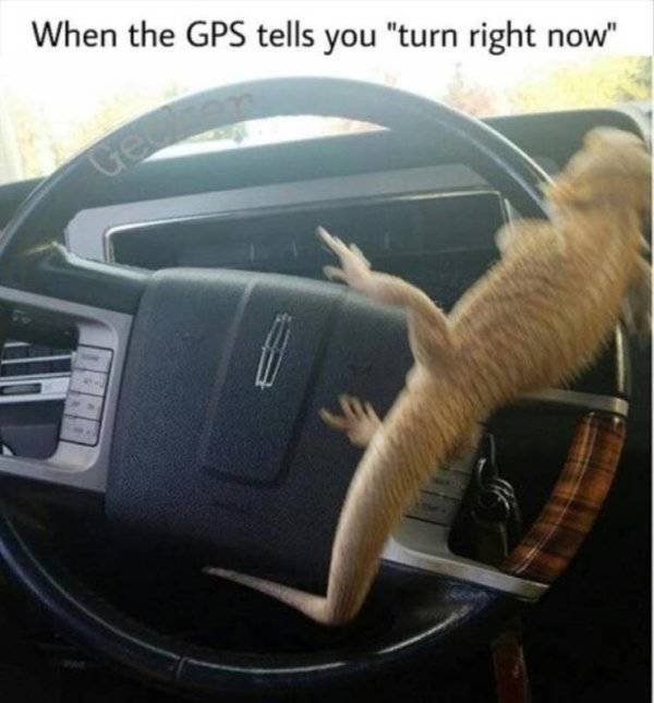 Truthful Memes (65 pics)