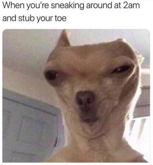 Truthful Memes (65 pics)