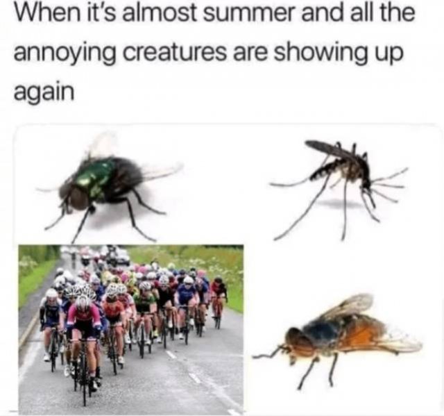 Truthful Memes (65 pics)