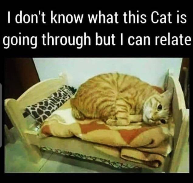 Truthful Memes (65 pics)