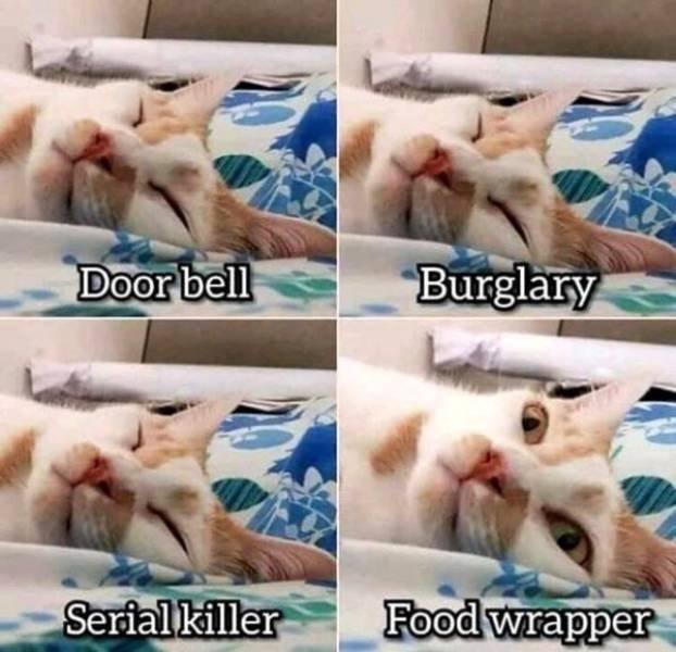 Truthful Memes (65 pics)