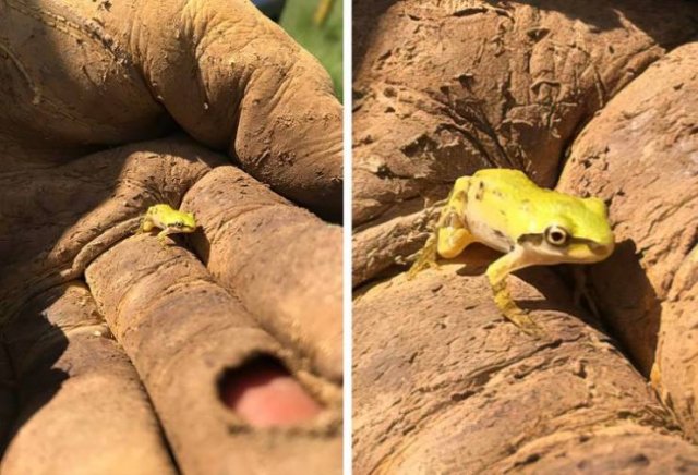 Very Small Things (18 pics) Very Small Things (18 pics)