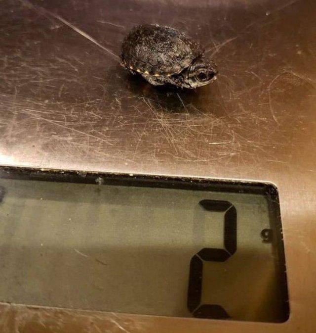Very Small Things (18 pics) Very Small Things (18 pics)