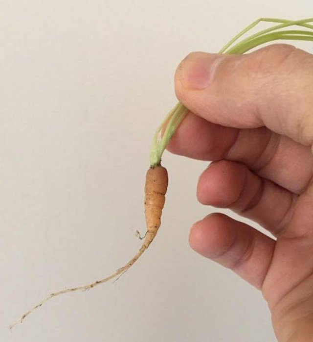 Very Small Things (18 pics) Very Small Things (18 pics)