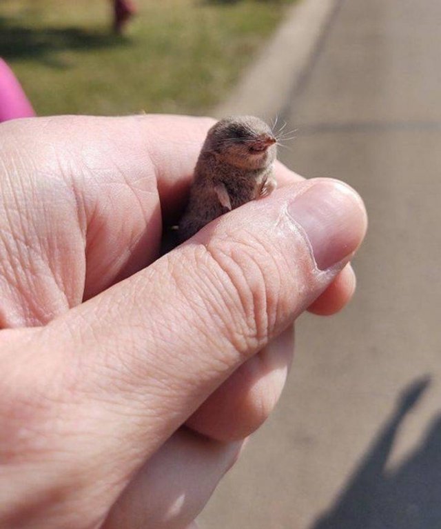 Very Small Things (18 pics) Very Small Things (18 pics)