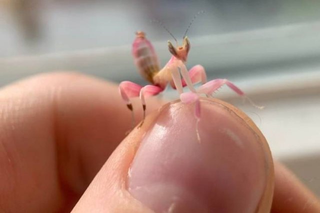 Very Small Things (18 pics) Very Small Things (18 pics)