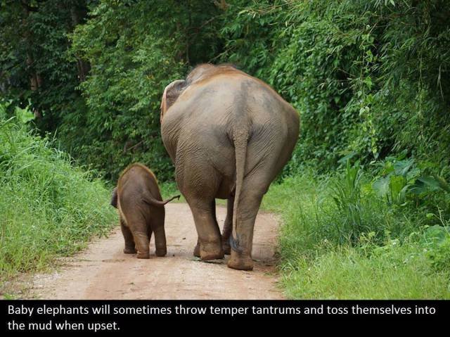 Interesting Facts (21 pics)