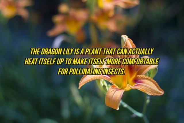 Random Facts (20 pics) Random Facts (20 pics)