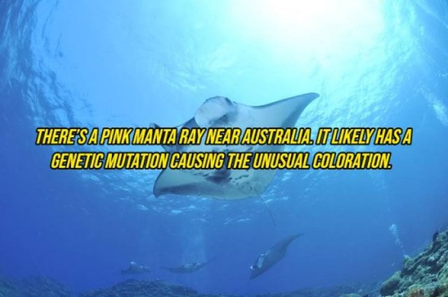 Random Facts (20 pics) Random Facts (20 pics)