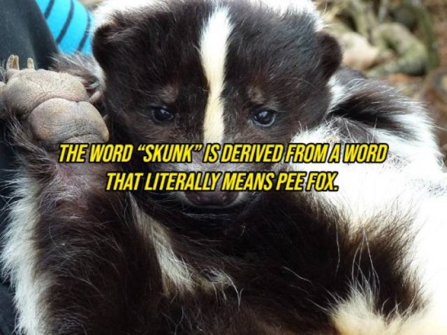 Random Facts (20 pics) Random Facts (20 pics)