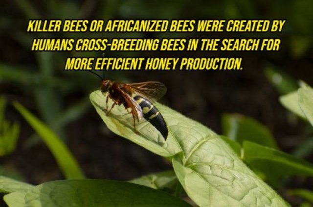 Random Facts (20 pics) Random Facts (20 pics)