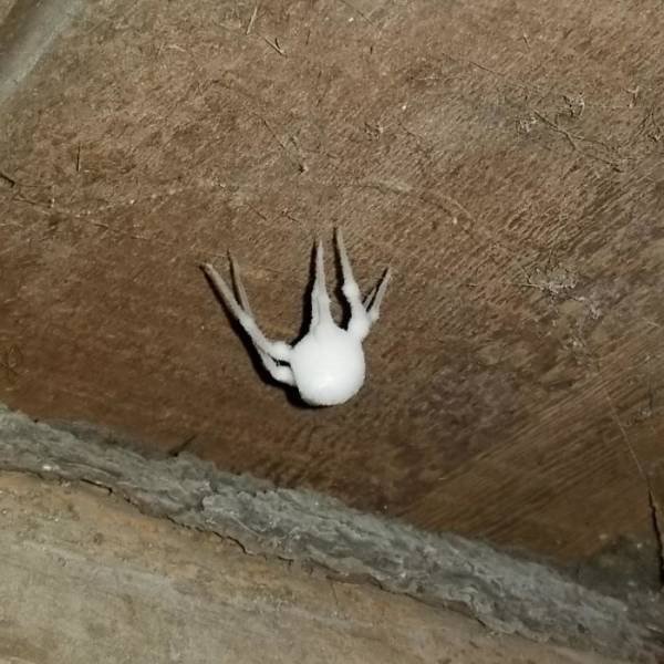 What Are These Things? (30 pics)