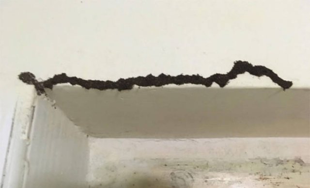 What Are These Things? (30 pics)