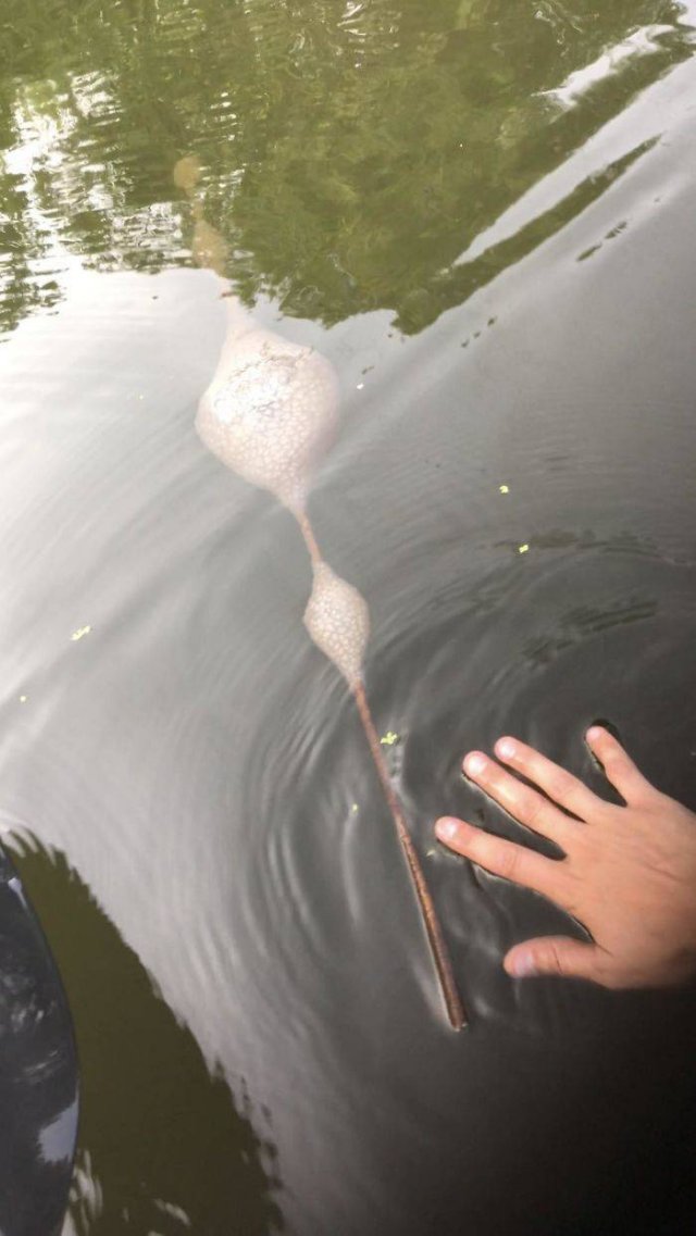 What Are These Things? (30 pics)
