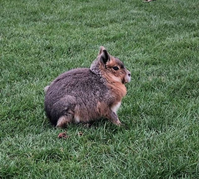 What Are These Things? (30 pics)