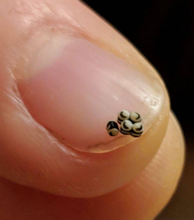 What Are These Things? (30 pics)