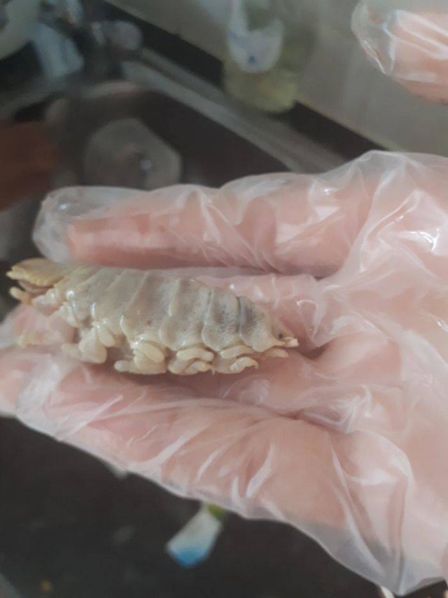 What Are These Things? (30 pics)