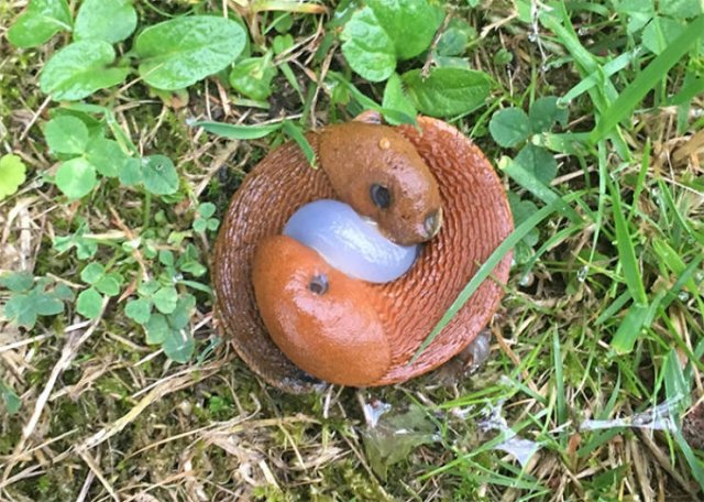 What Are These Things? (30 pics)