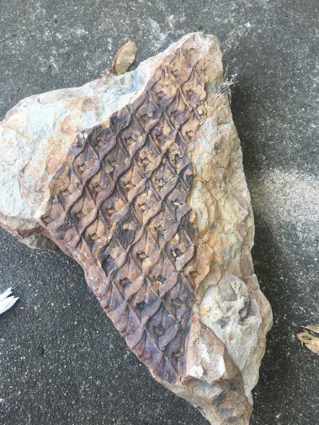 What Are These Things? (30 pics)