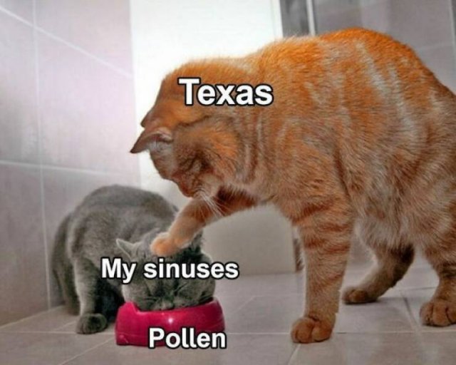 Texas Memes (29 pics)