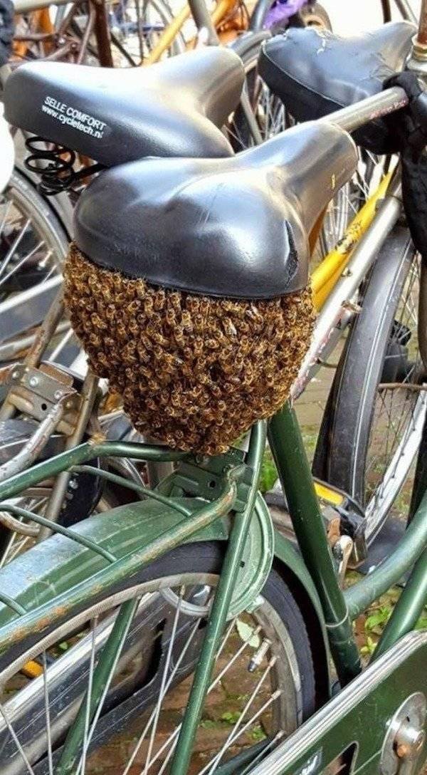 What Is Going On Here? (43 pics) What Is Going On Here? (43 pics)